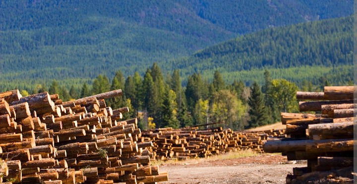 Timber Loans